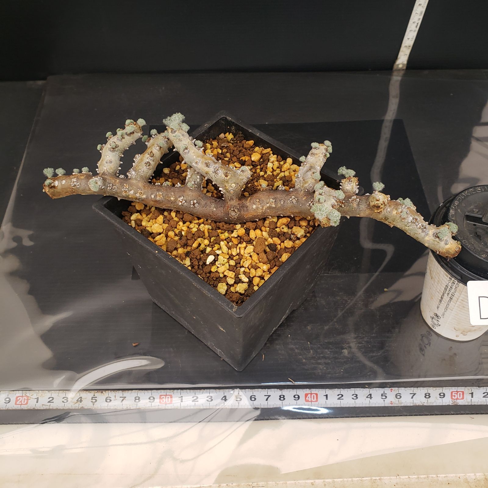 D244【自社養生株】モンソニア ムルチフィダ（現地球・発根株・鉢植え