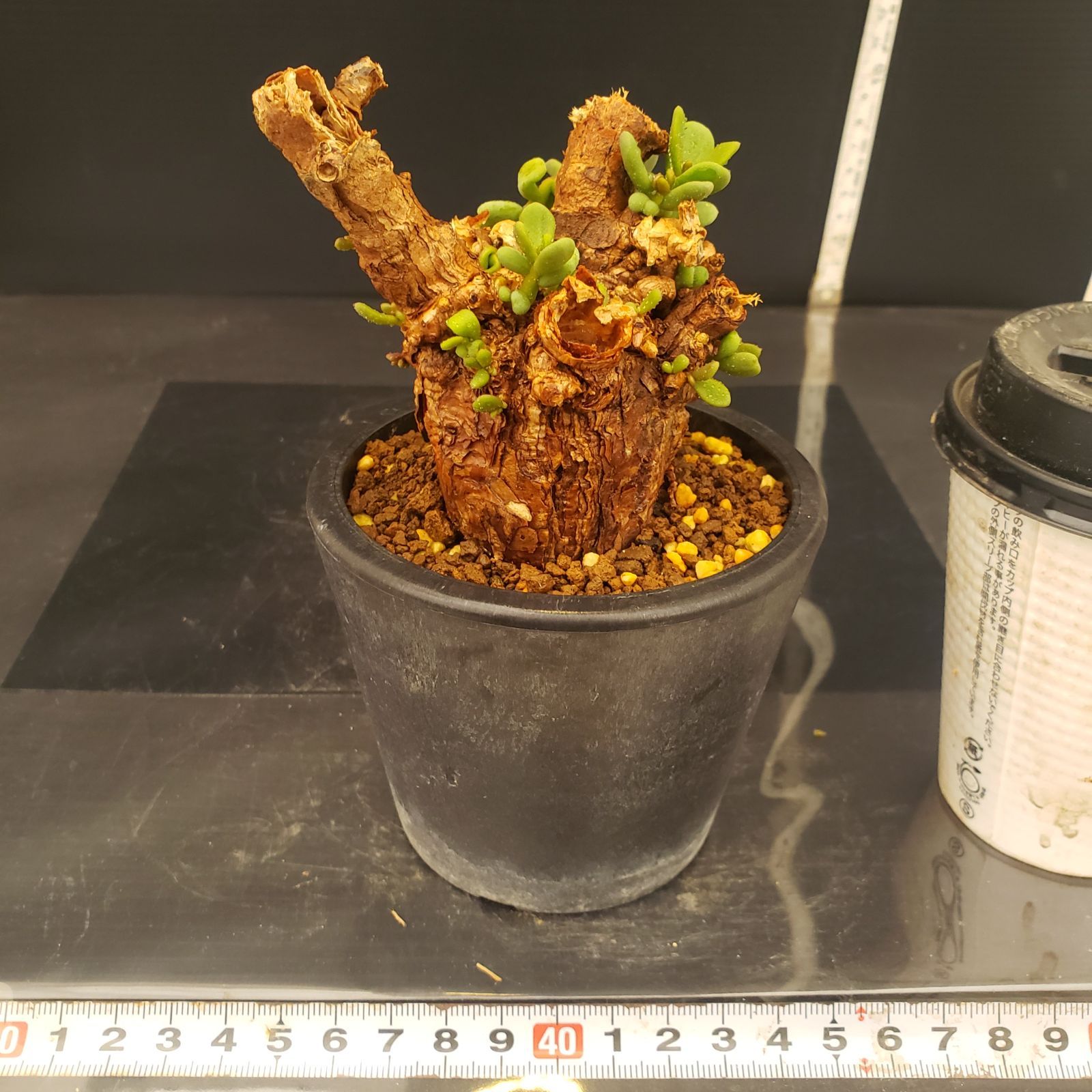 ケラリア　ピグマエア　大株　現地球 発根株　（鉢付き） ケラリア ピグマエア 現地球 発根済み 盆栽株 幹太 塊根植物 陶器鉢