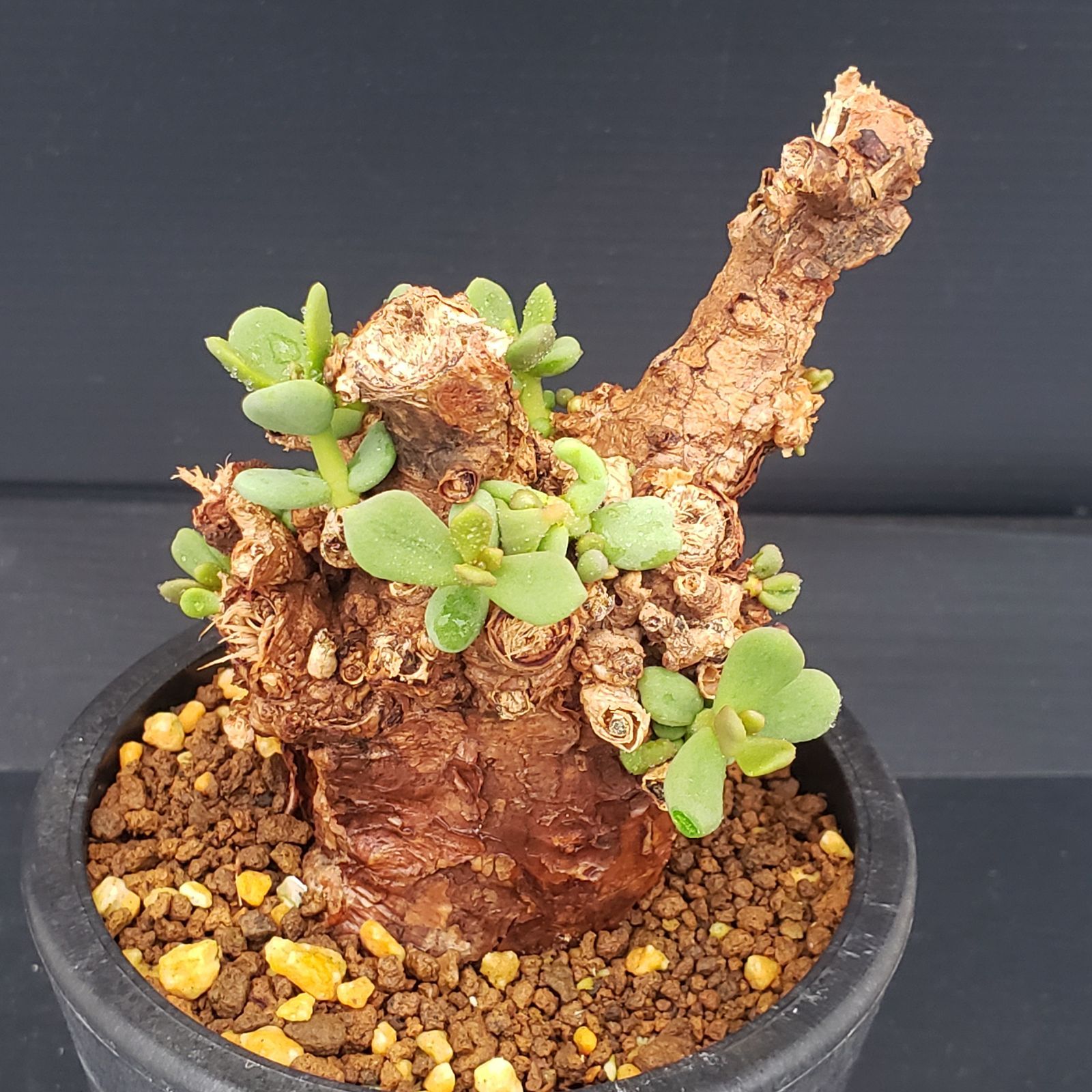 D245【自社養生株】ケラリア ピグマエア（現地球・発根株・鉢植え