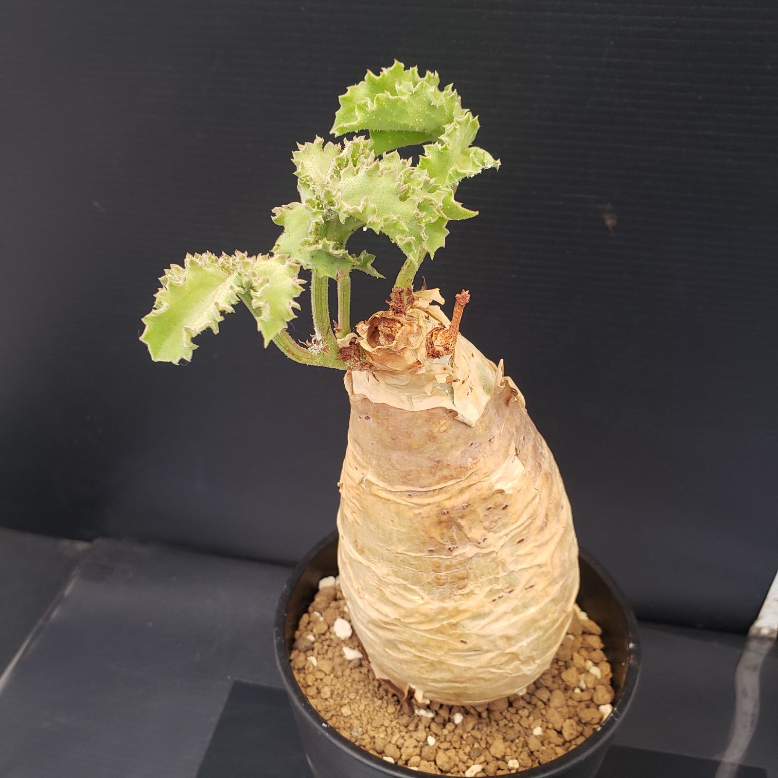 D246【自社養生株】キフォステンマ マクロプス（現地球・発根株