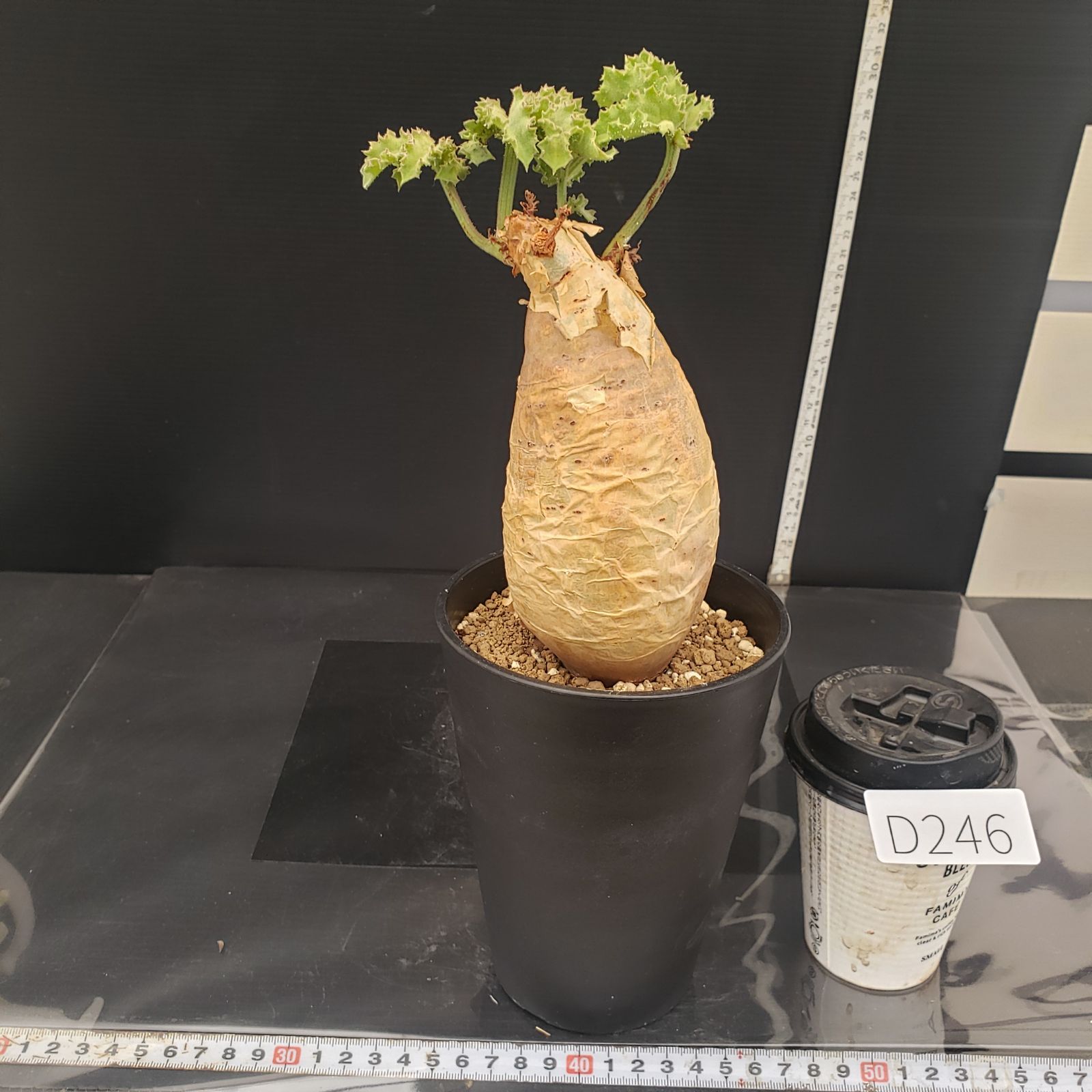 D246【自社養生株】キフォステンマ マクロプス（現地球・発根株