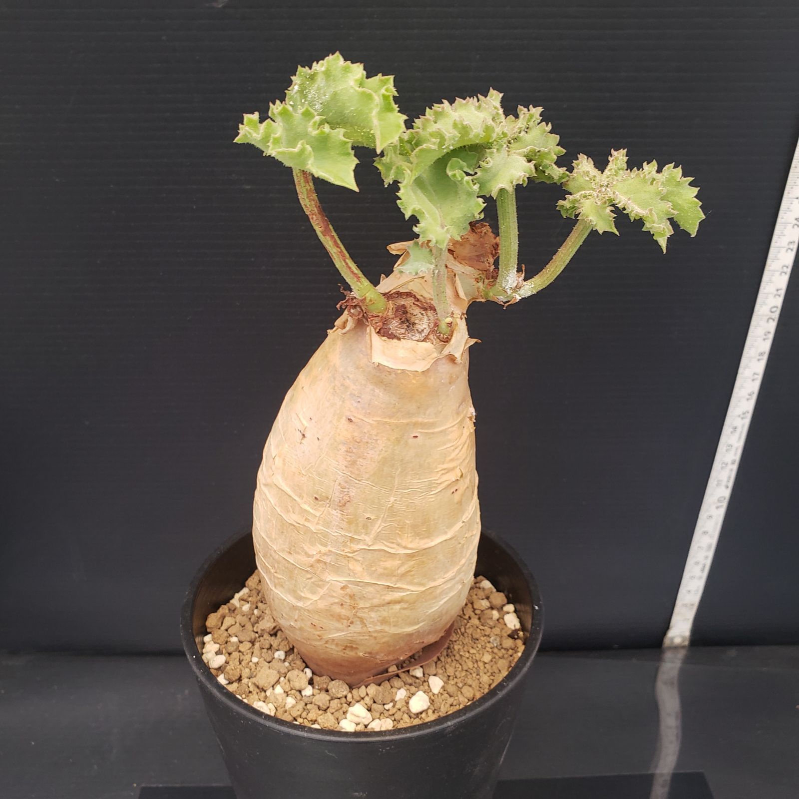 D246【自社養生株】キフォステンマ マクロプス（現地球・発根株