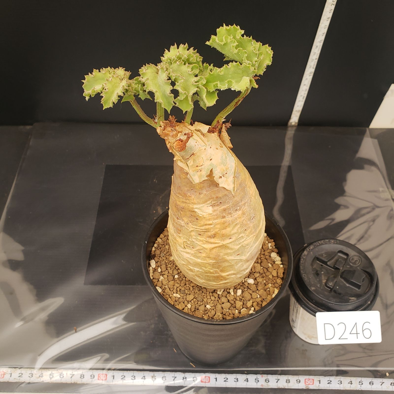 D246【自社養生株】キフォステンマ マクロプス（現地球・発根株