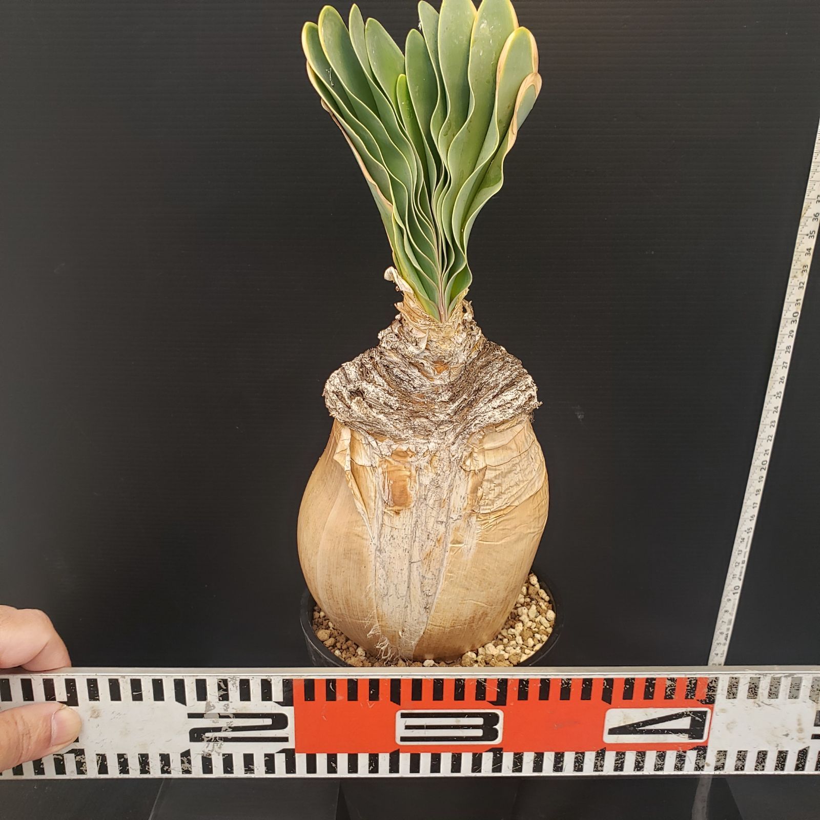 【発根済・現地球・良型】ブーファン・ハエマンソイデス D249【自社養生株】ブーファン ハエマンソイデス（現地球・発根株