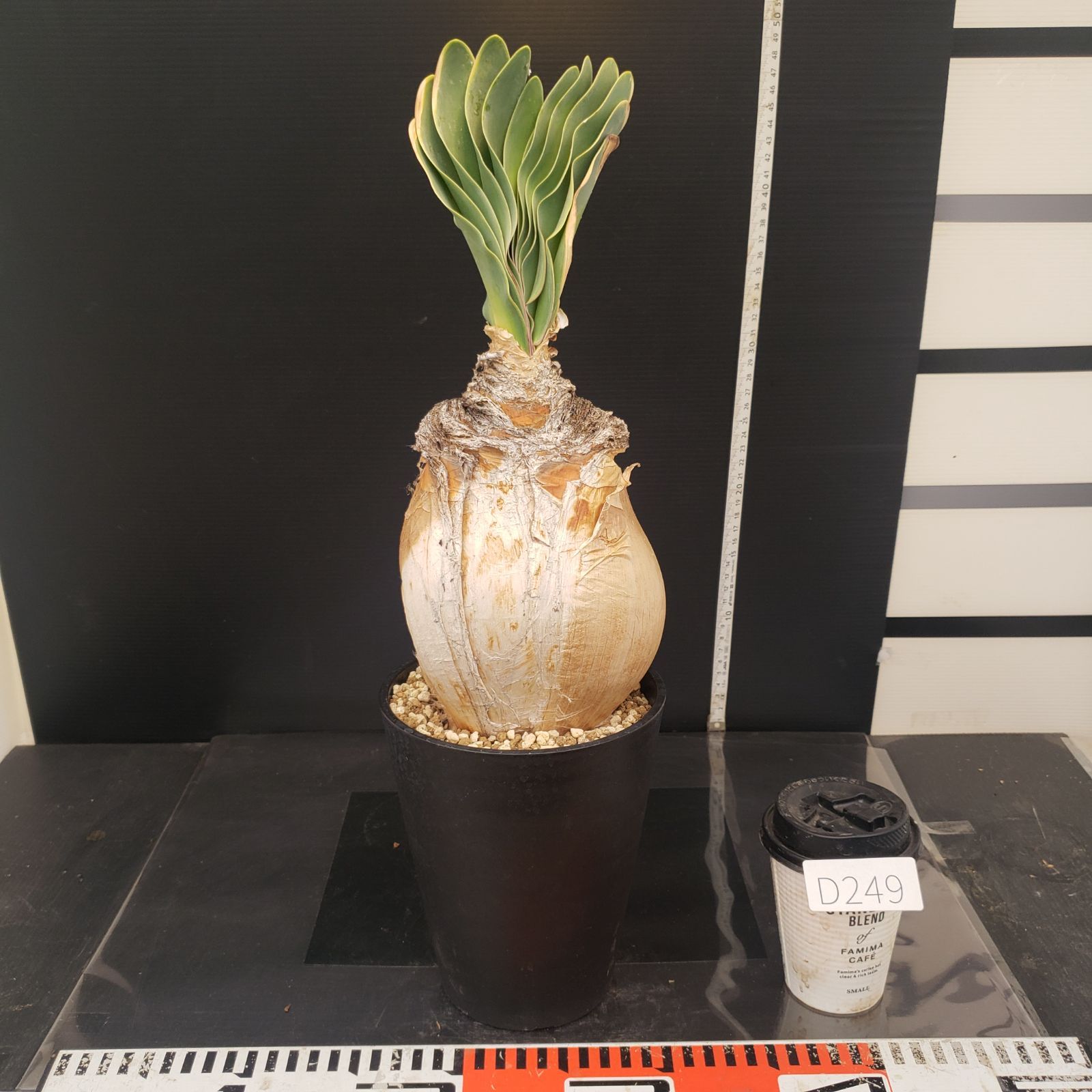 オークション！ 特大 ブーファン ハエマンソイデス 現地株 現地球 塊根 球根 D249【自社養生株】ブーファン ハエマンソイデス（現地球・発根株