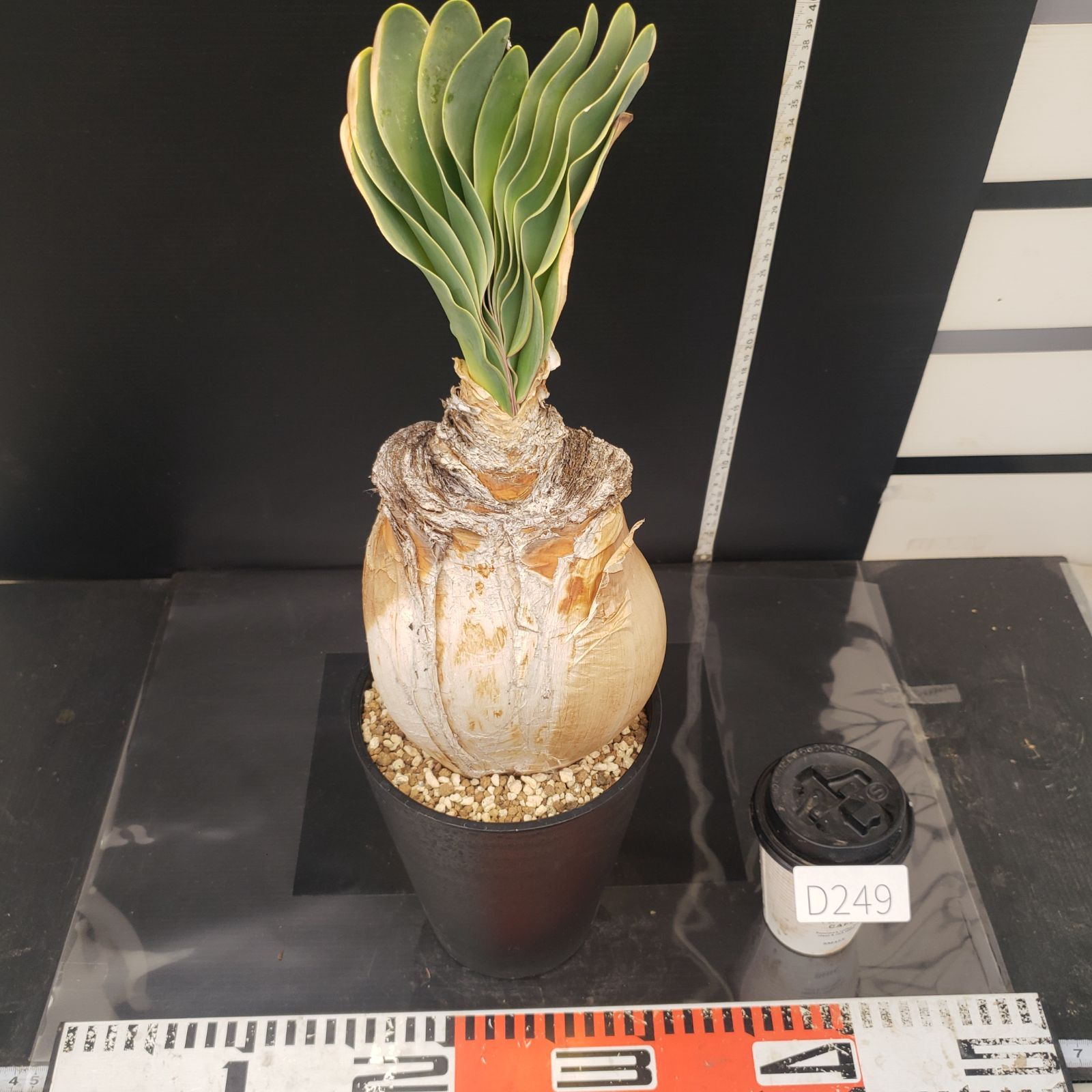 大型発根株　ブーファン　ハエマンソイデス D249【自社養生株】ブーファン ハエマンソイデス（現地球・発根株