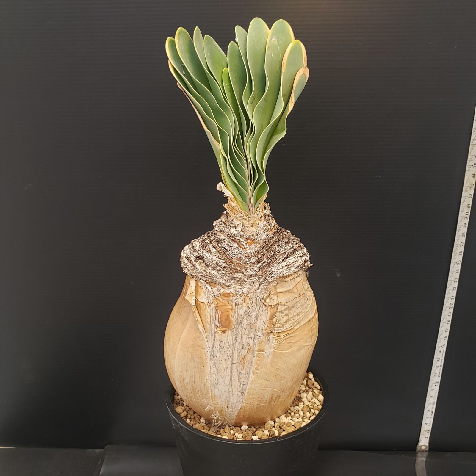 D249【自社養生株】ブーファン ハエマンソイデス（現地球・発根株