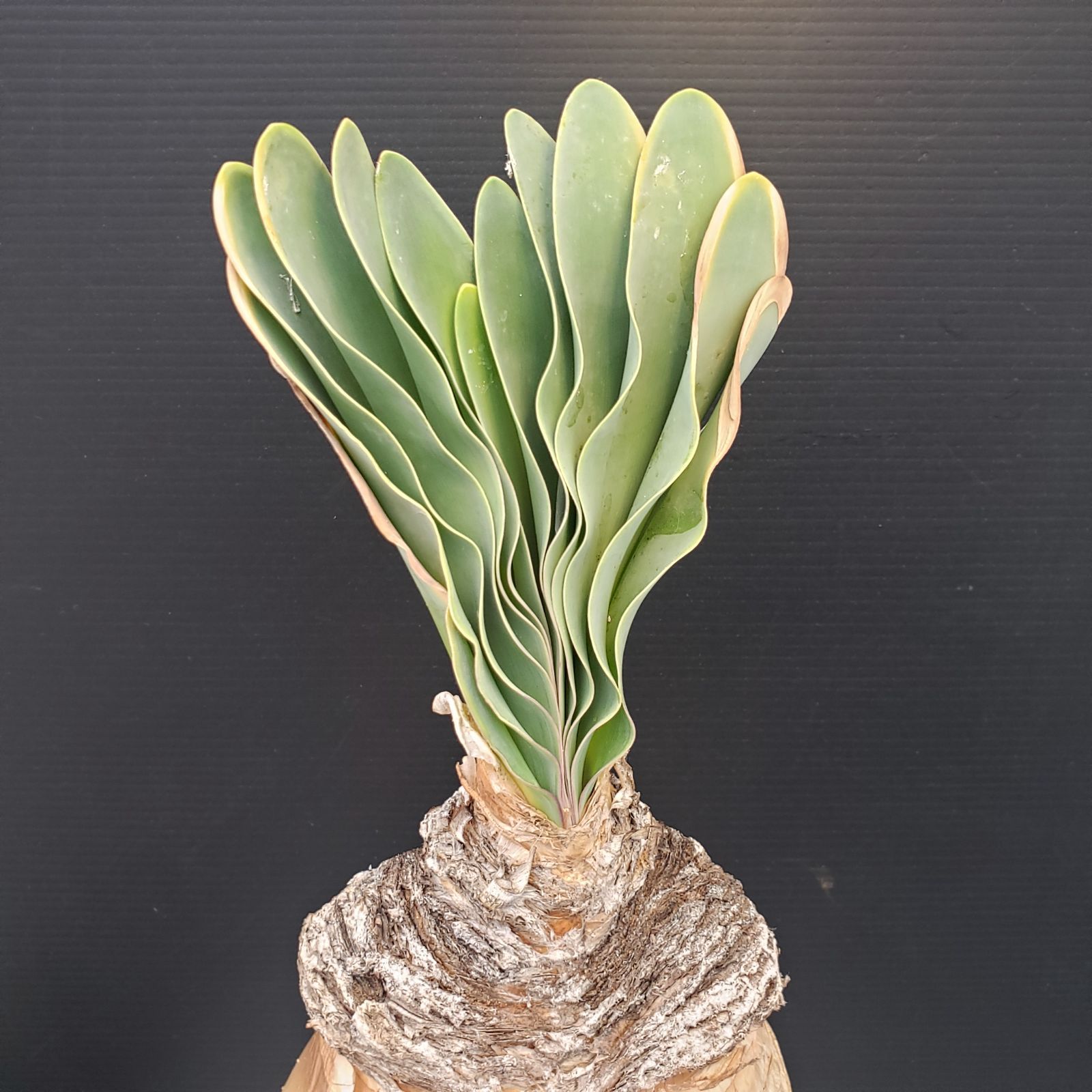 D249【自社養生株】ブーファン ハエマンソイデス（現地球・発根株