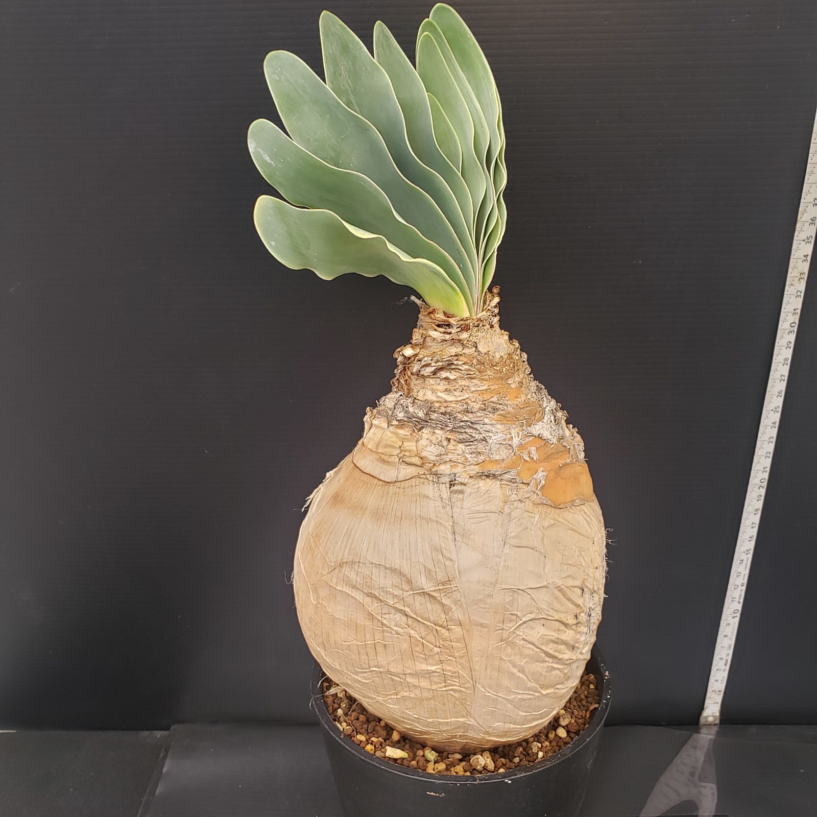 D250【自社養生株】ブーファン ハエマンソイデス（現地球・発根株