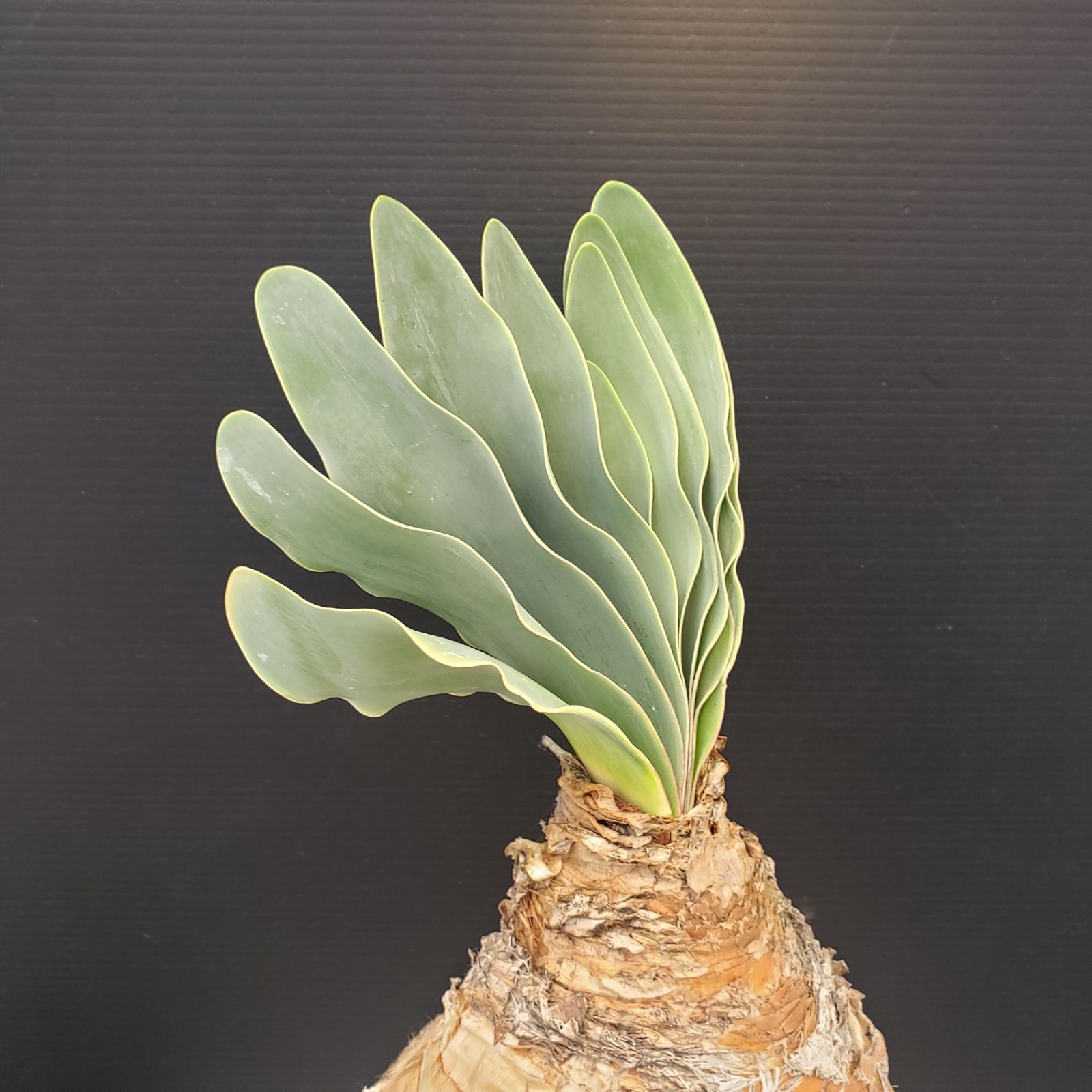 O*s様 K12「球根植物」ブーファン ハエマンソイデス 産地株 20株 O*s様 K12「球根植物」ブーファン ハエマンソイデス 産地株 20株 O*s様