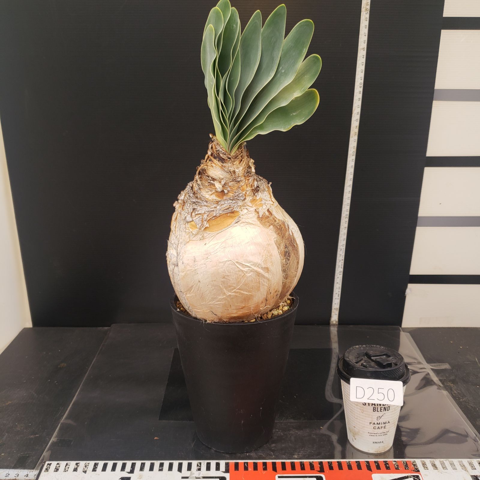 D250【自社養生株】ブーファン ハエマンソイデス（現地球・発根株