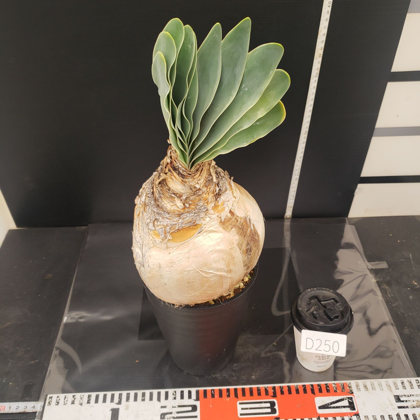 D250【自社養生株】ブーファン ハエマンソイデス（現地球・発根株