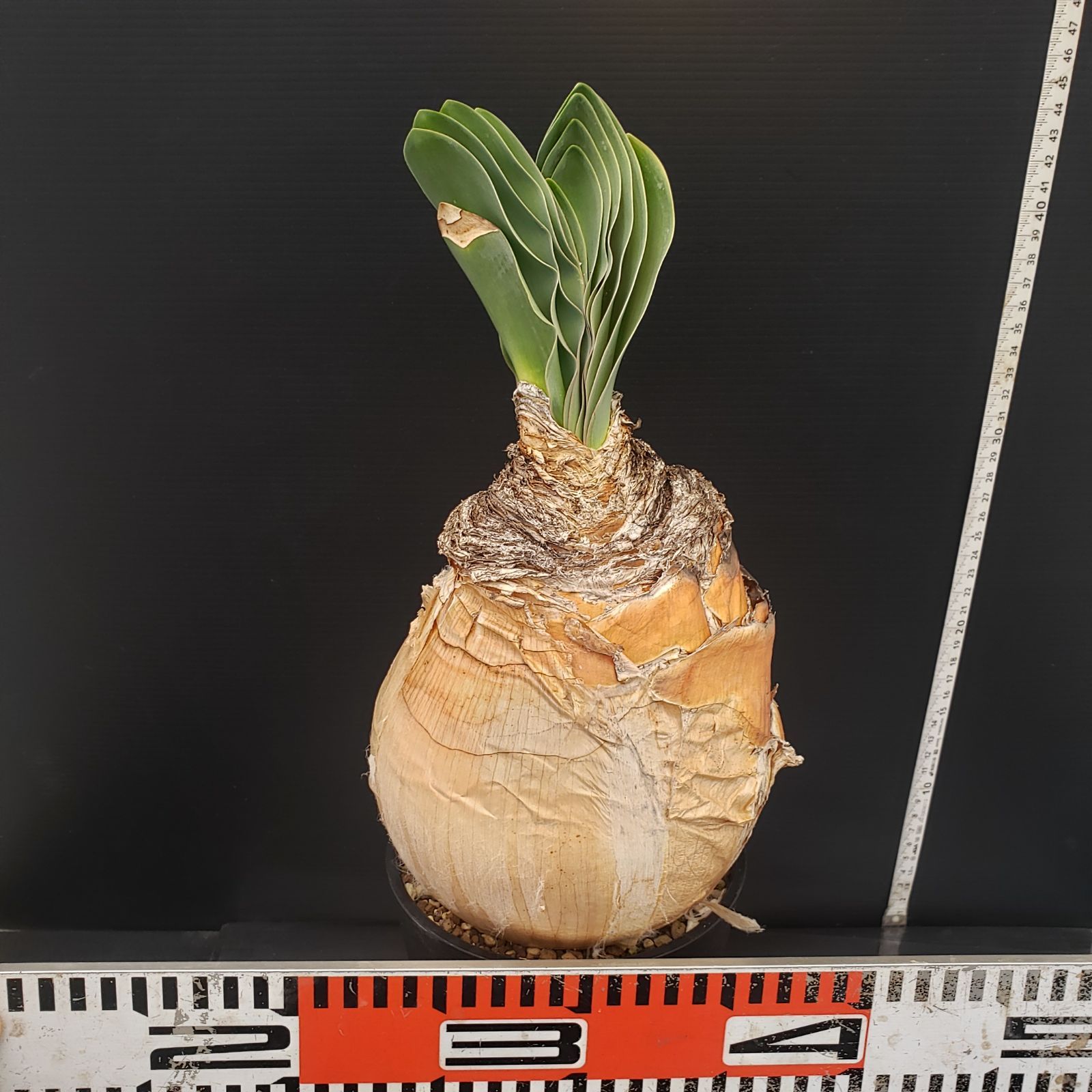 D251【自社養生株】ブーファン ハエマンソイデス（現地球・発根株