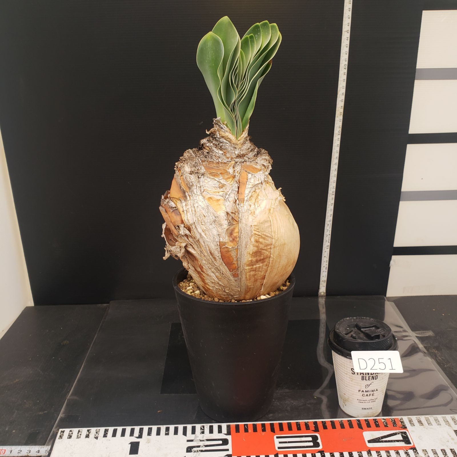 D251【自社養生株】ブーファン ハエマンソイデス（現地球・発根株