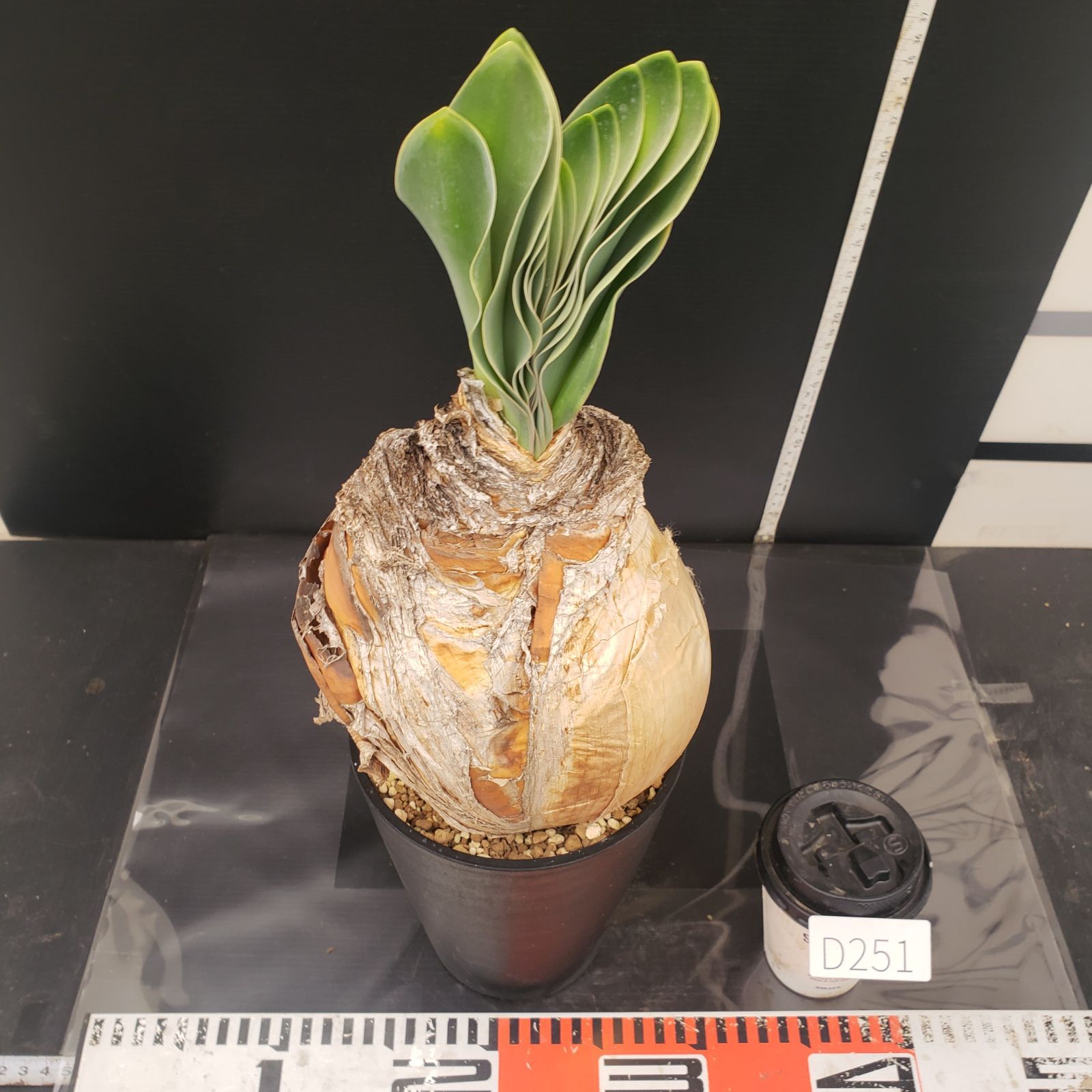 D251【自社養生株】ブーファン ハエマンソイデス（現地球・発根株