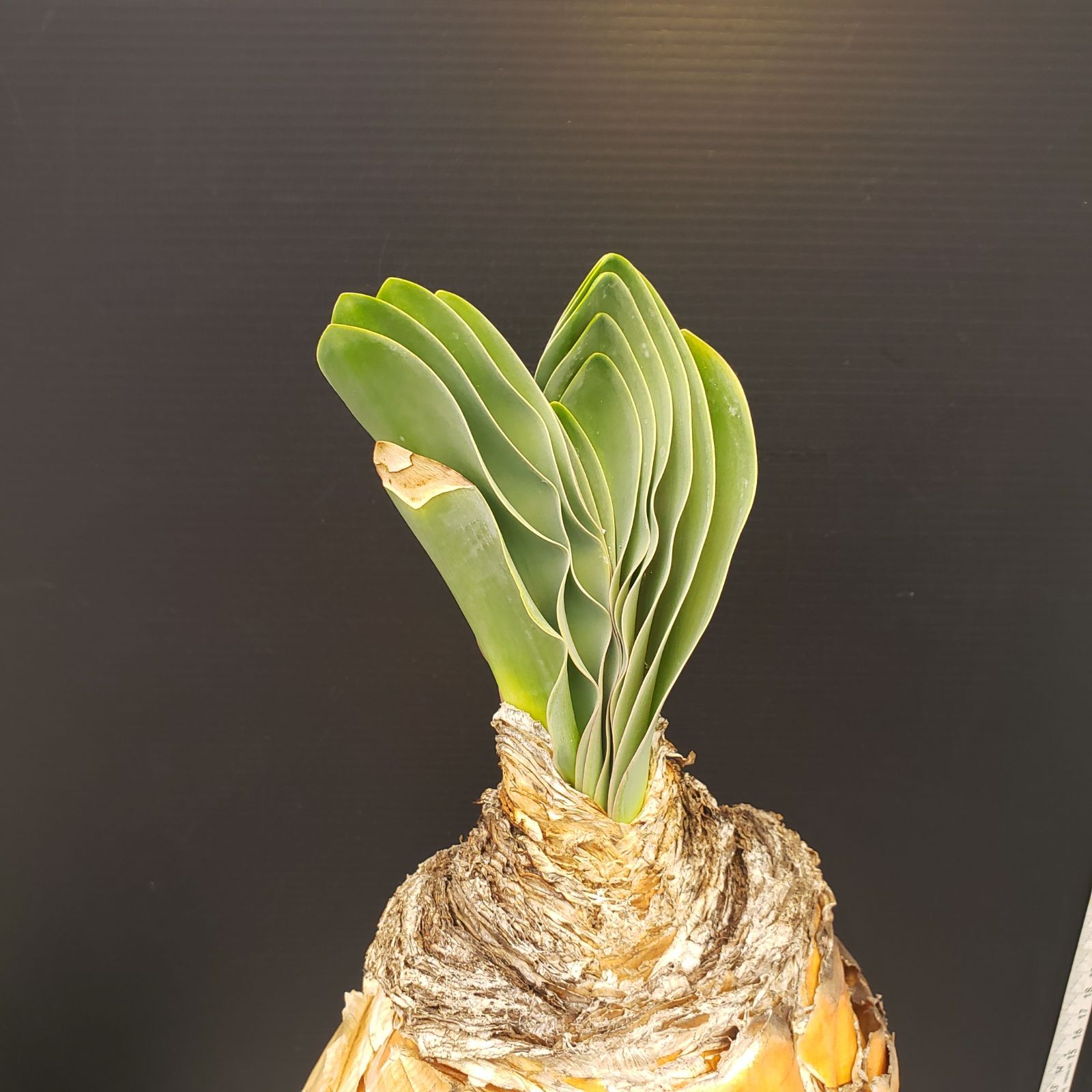 D251【自社養生株】ブーファン ハエマンソイデス（現地球・発根株