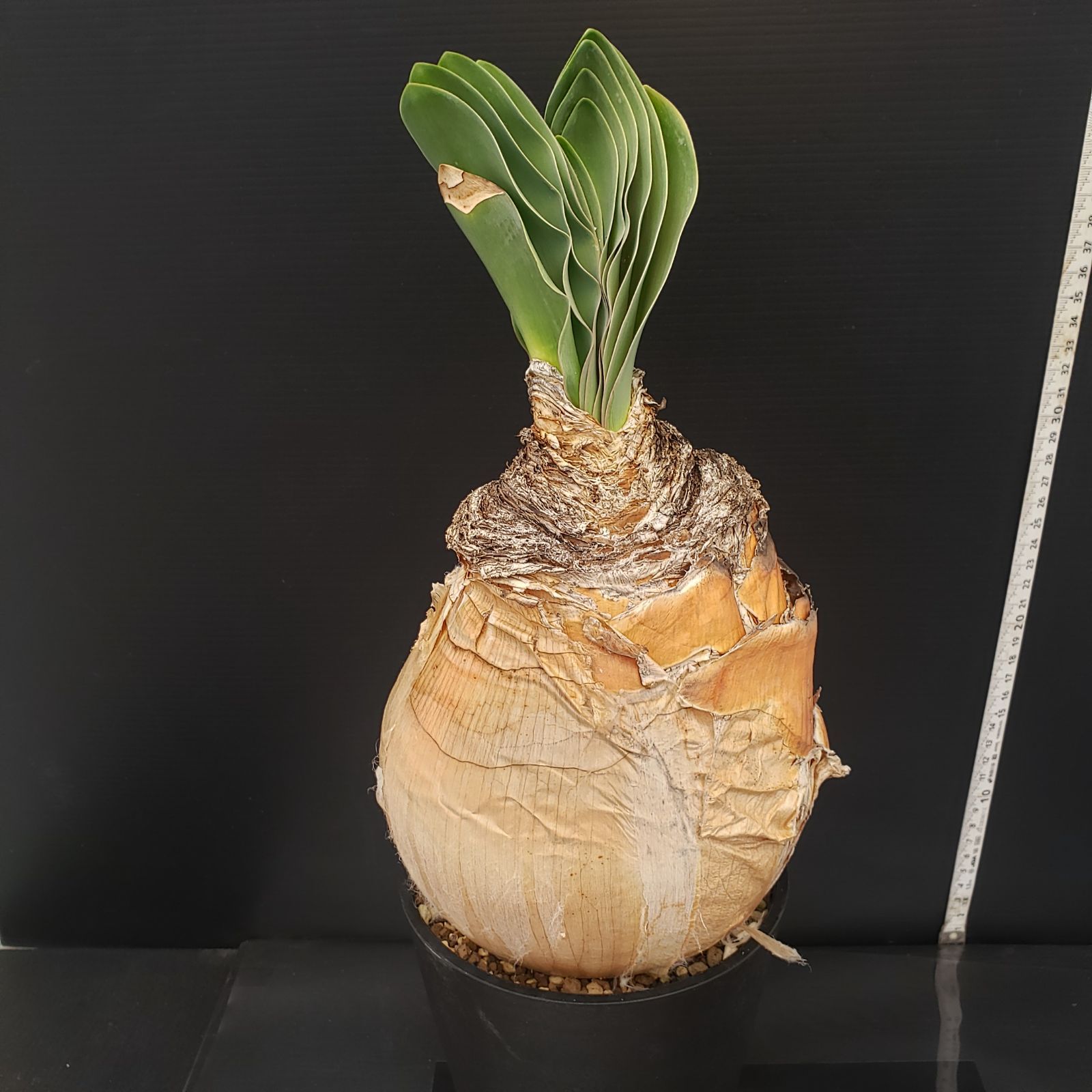 D251【自社養生株】ブーファン ハエマンソイデス（現地球・発根株