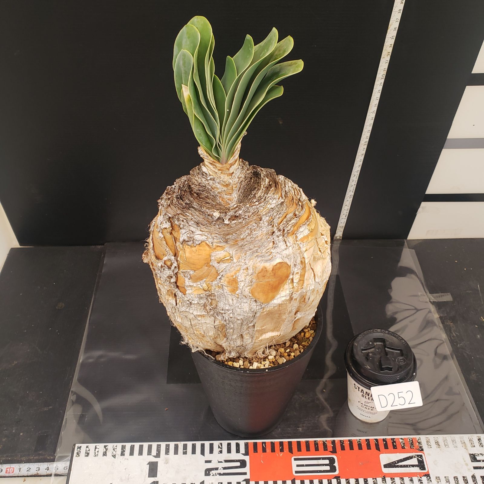 D252【自社養生株】ブーファン ハエマンソイデス（現地球・発根株