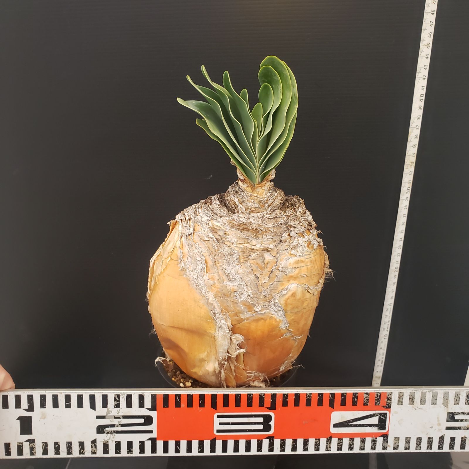 D252【自社養生株】ブーファン ハエマンソイデス（現地球・発根株