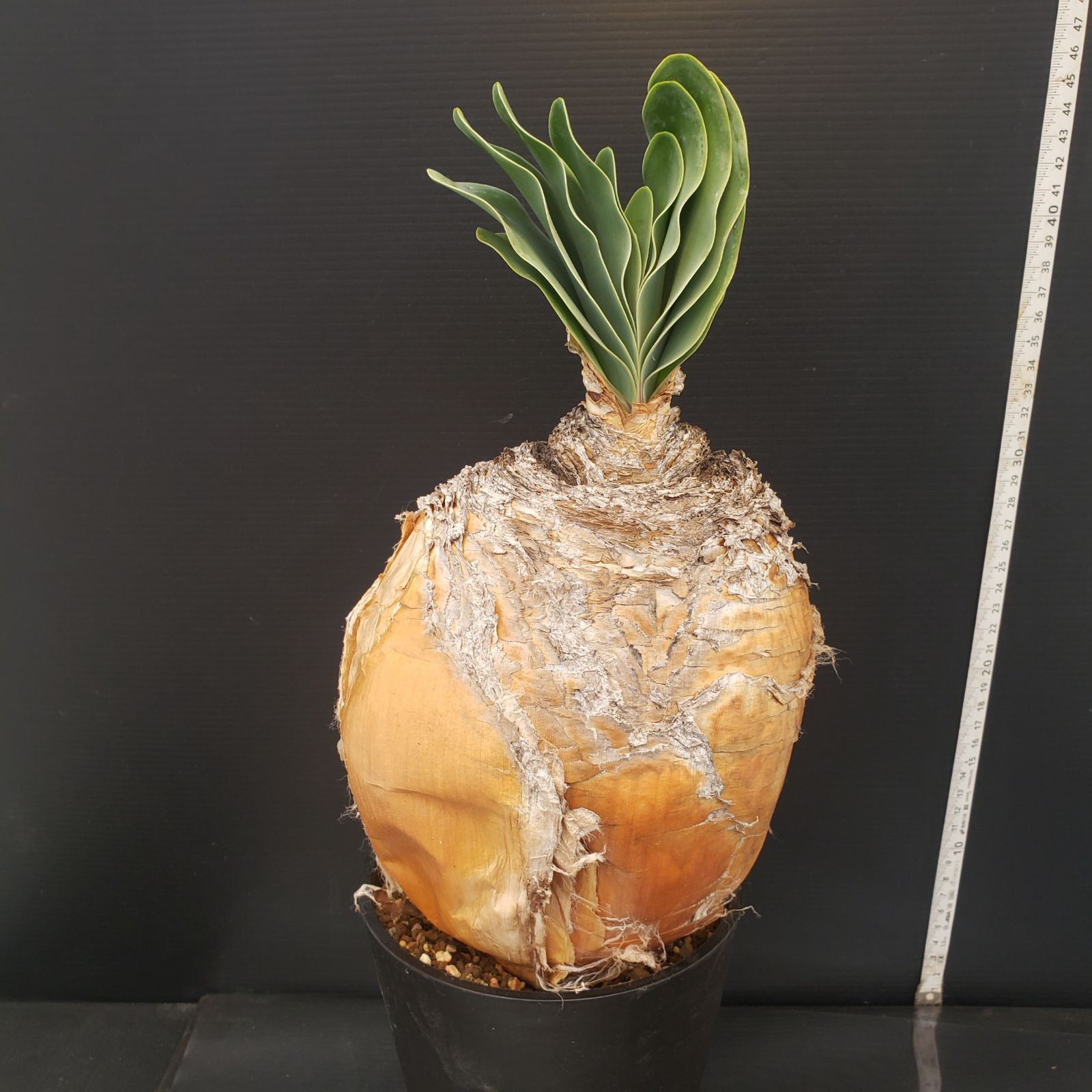 大型発根株　ブーファン　ハエマンソイデス D252【自社養生株】ブーファン ハエマンソイデス（現地球・発根株