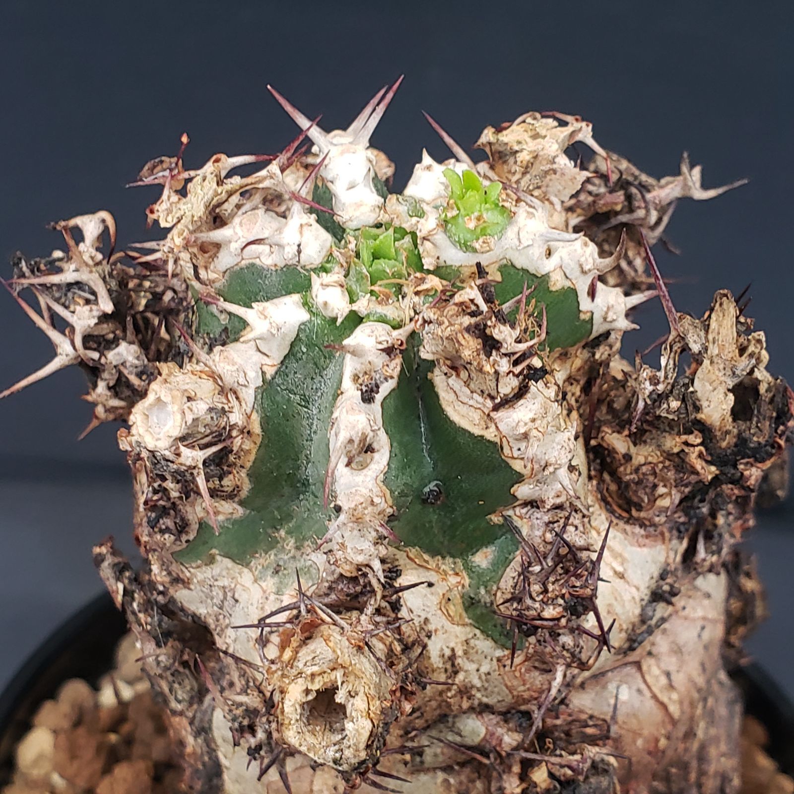 D256【自社養生株】ユーフォルビア ムランジーナ（現地球・発根株