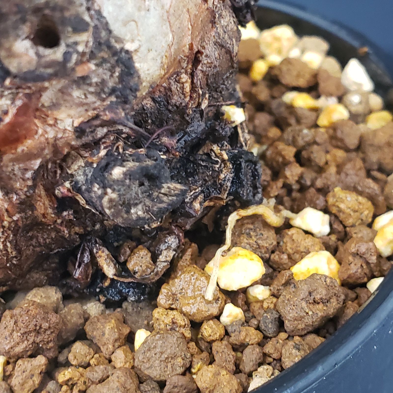 D256【自社養生株】ユーフォルビア ムランジーナ（現地球・発根株