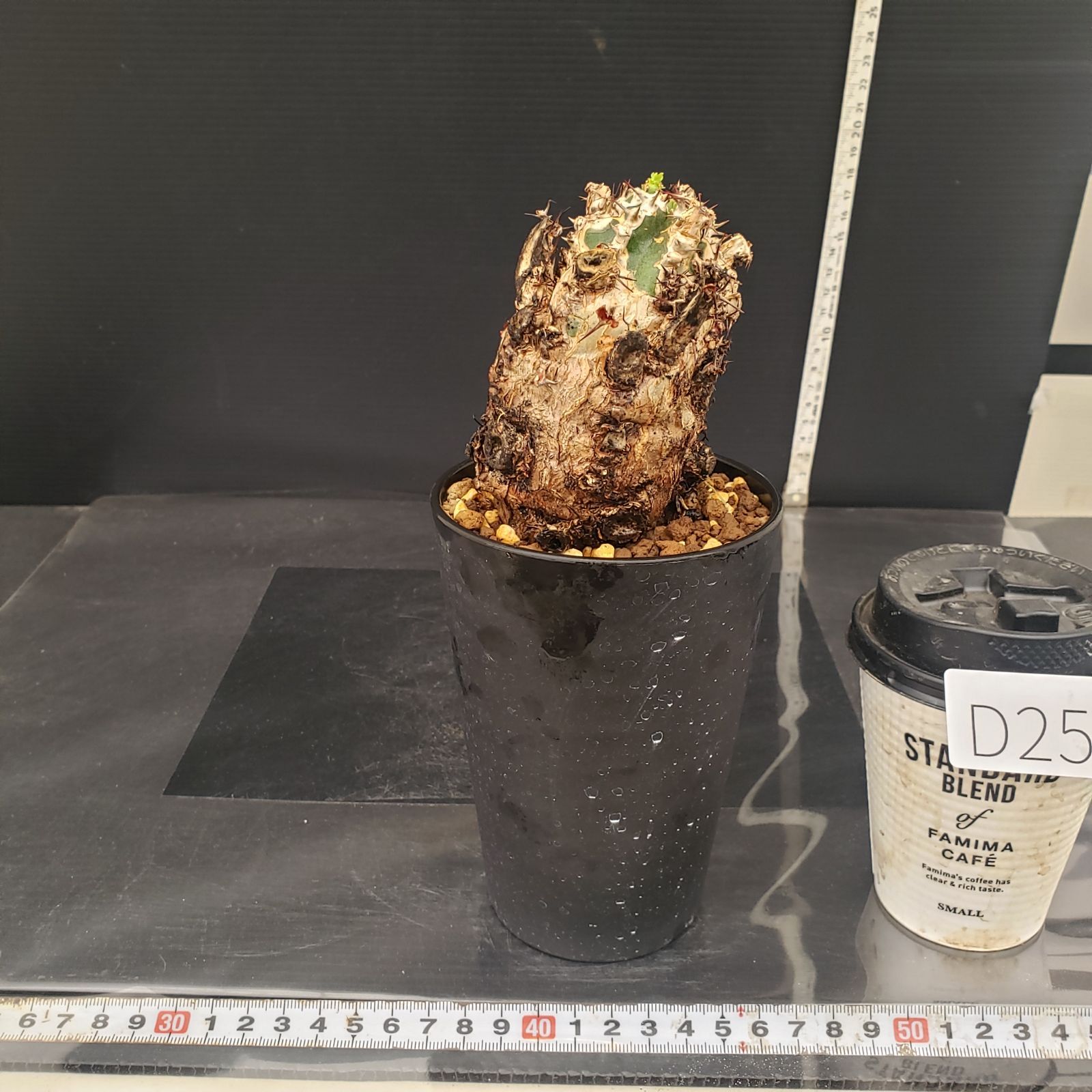 D256【自社養生株】ユーフォルビア ムランジーナ（現地球・発根株