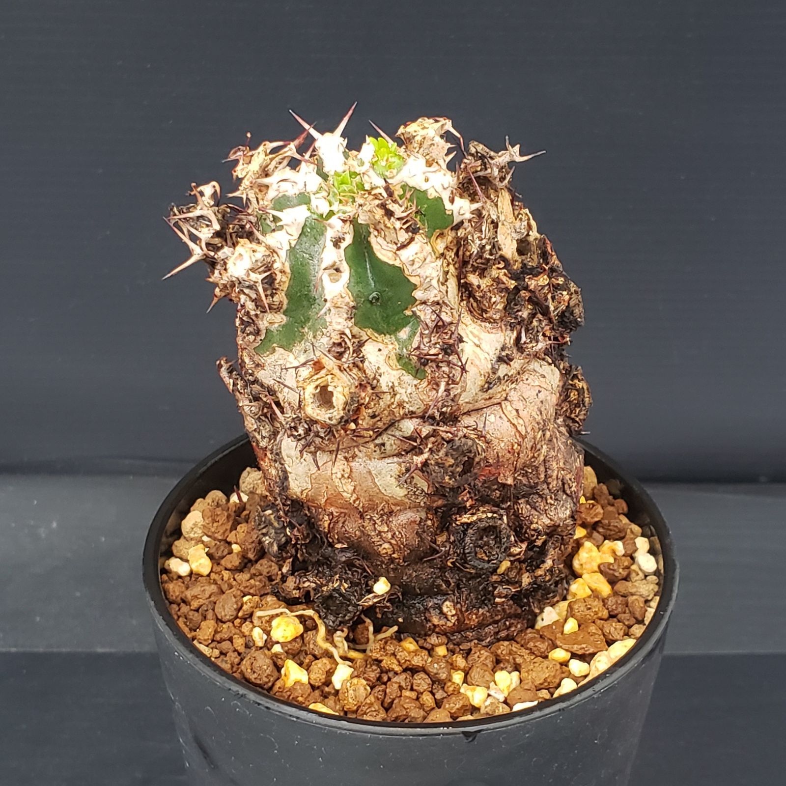 グ*ち様 3 ユーフォルビア ムランジーナ 現地球 新鮮大株 ベアルート 現地発 グ*ち様 3 ユーフォルビア ムランジーナ 現地球 新鮮大株 ベアルート