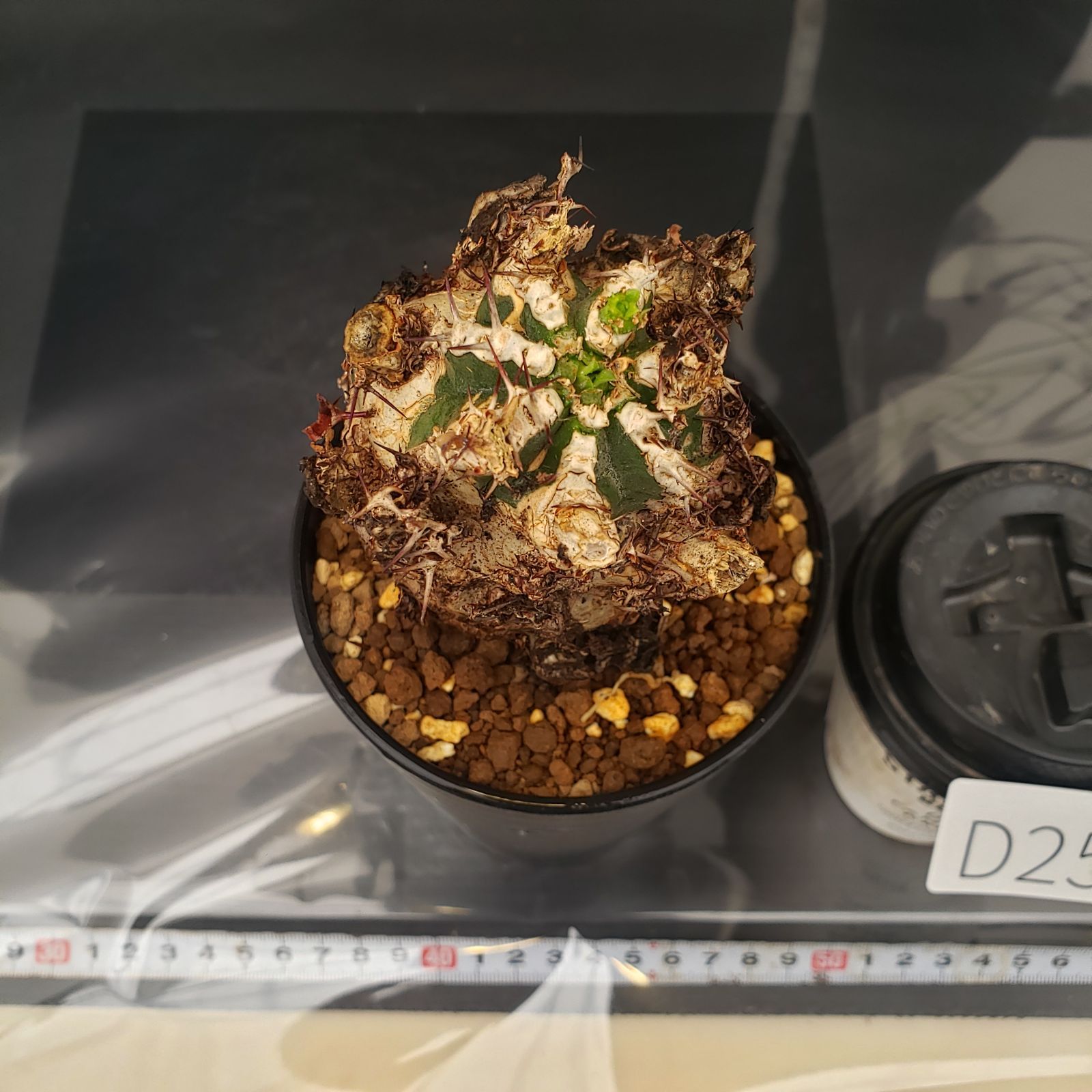 D256【自社養生株】ユーフォルビア ムランジーナ（現地球・発根株