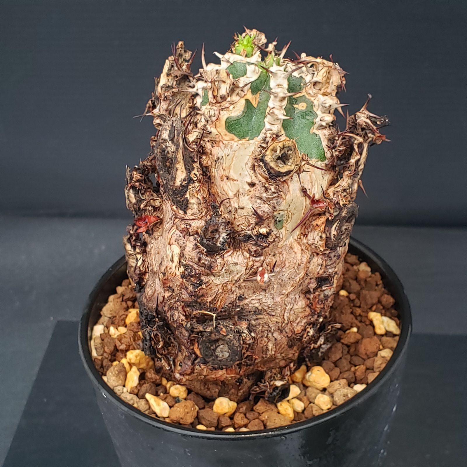 D256【自社養生株】ユーフォルビア ムランジーナ（現地球・発根株