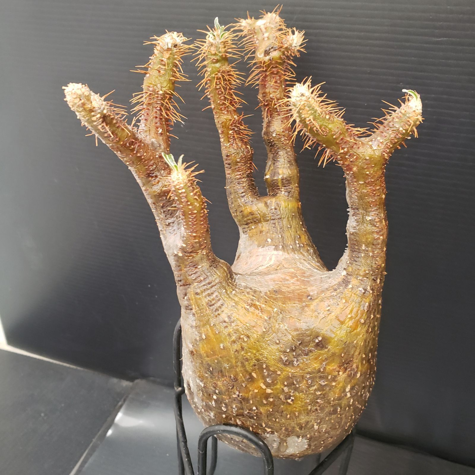 オリオン錦  Orion  抜き苗【特定記録付】 D261【感謝祭セール！】トクトクコーデックスセット（抜き苗