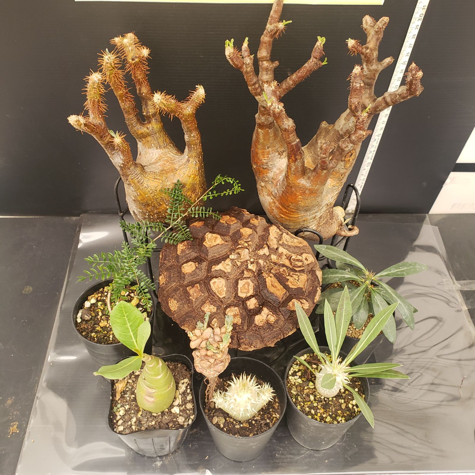 オリオン錦  Orion  抜き苗【特定記録付】 オリオン錦 Orion 抜き苗【特定記録付】 オリオン錦 Orion 抜き苗