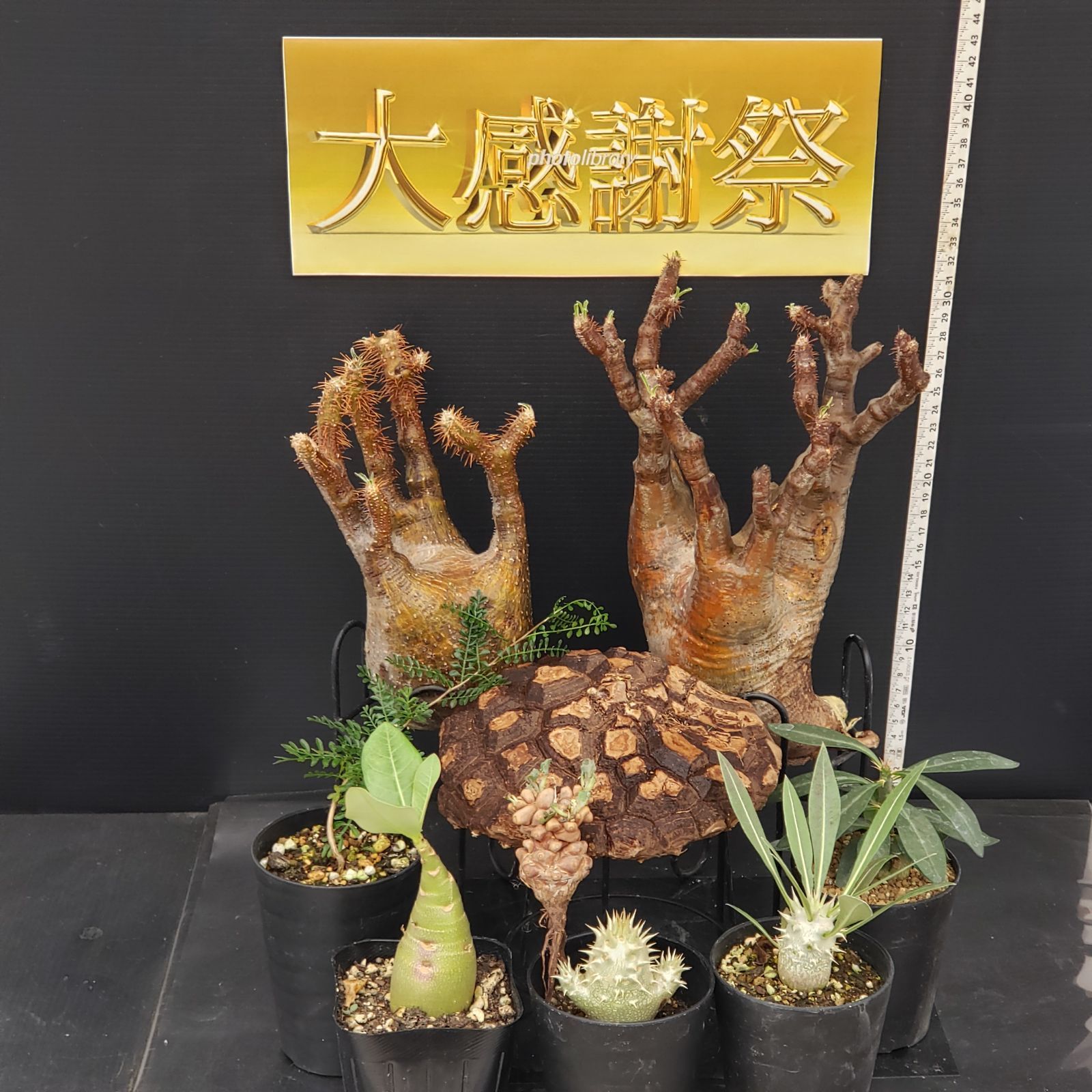 良型手乗りサイズ　グラキリス　現地球　鉢付き グラキリス現地球鉢付き