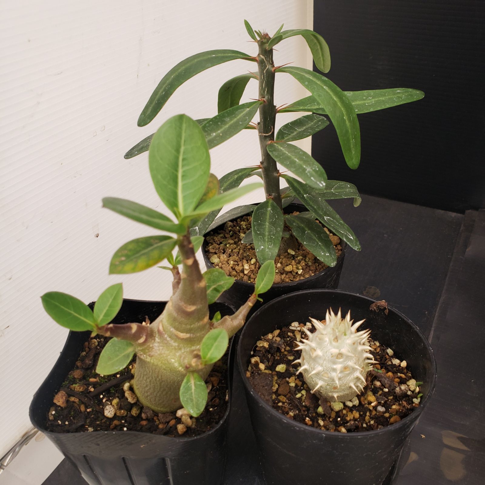 グラキリス【コレクション株】 D262【感謝祭セール！】トクトクコーデックスセット（抜き苗