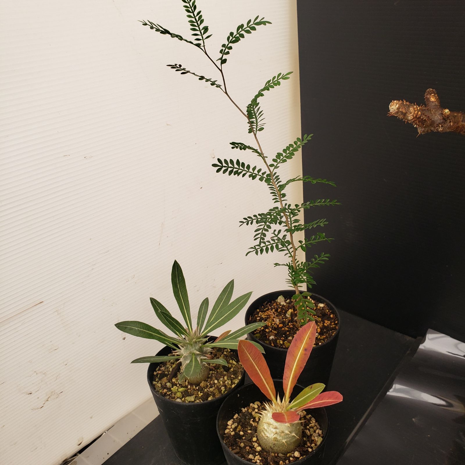 D269【感謝祭セール！】トクトクコーデックスセット（抜き苗