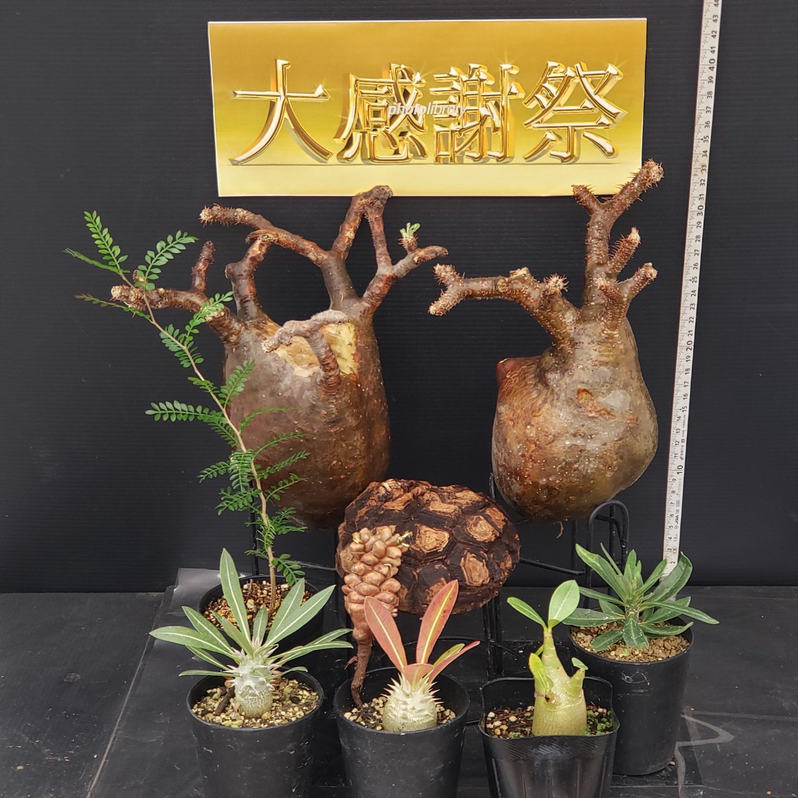 D269【感謝祭セール！】トクトクコーデックスセット（抜き苗