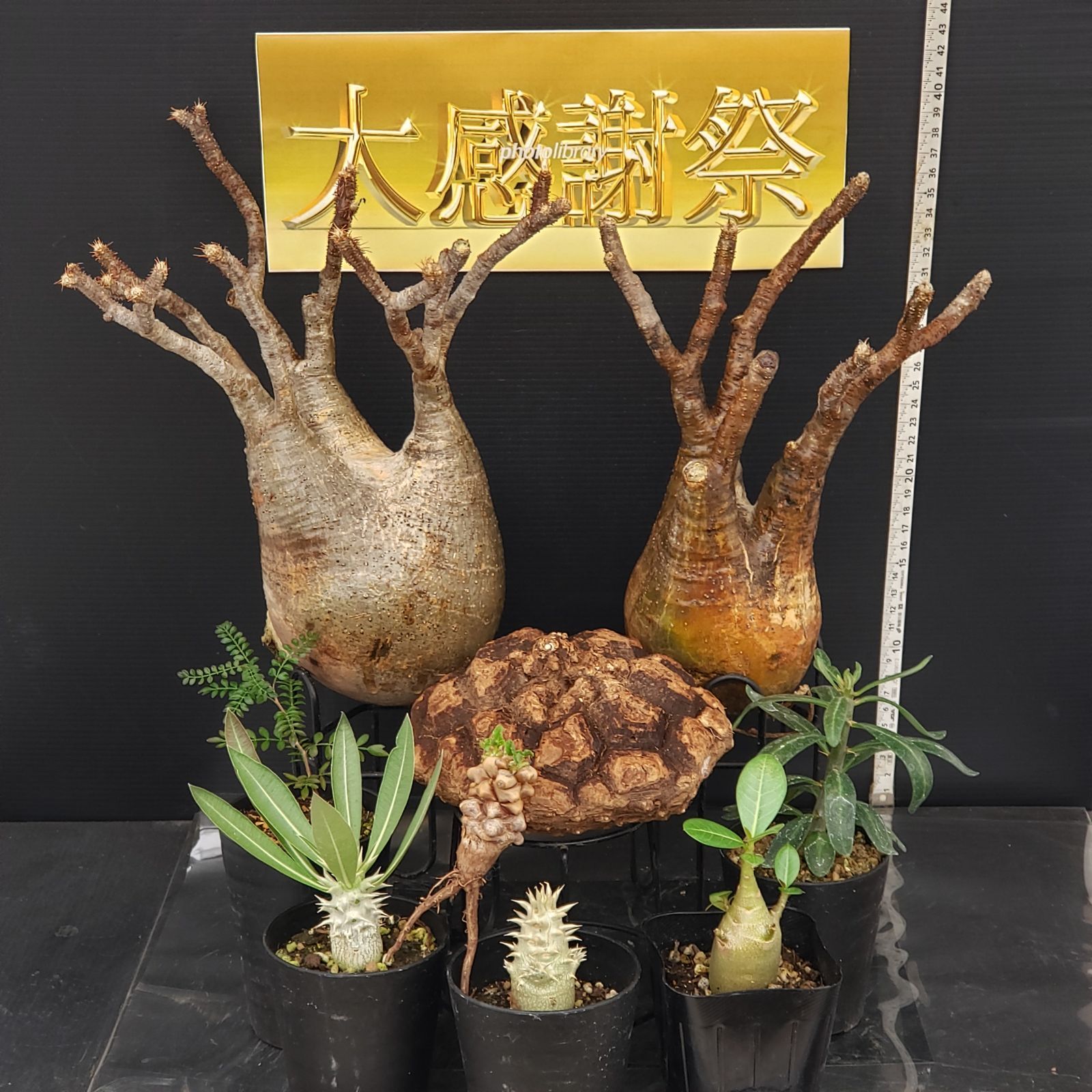 抜き苗発送/棕櫚　実生 抜き苗発送/棕櫚 実生