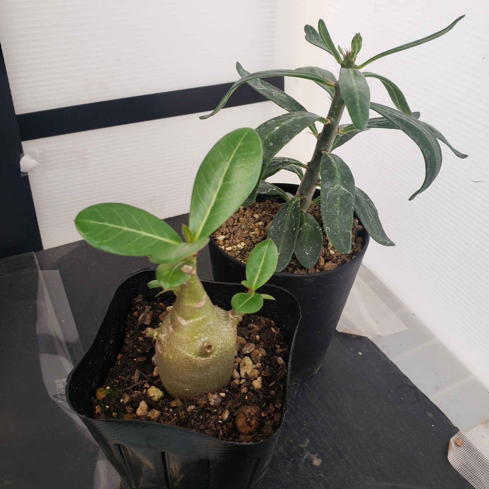 D274【感謝祭セール！】トクトクコーデックスセット（抜き苗