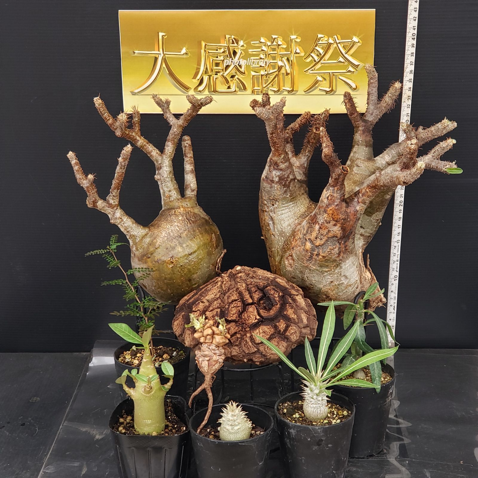 ギラウミニアナ 実生株 多分岐 ①ちくわ ギラウミニアナ 実生株 多分岐