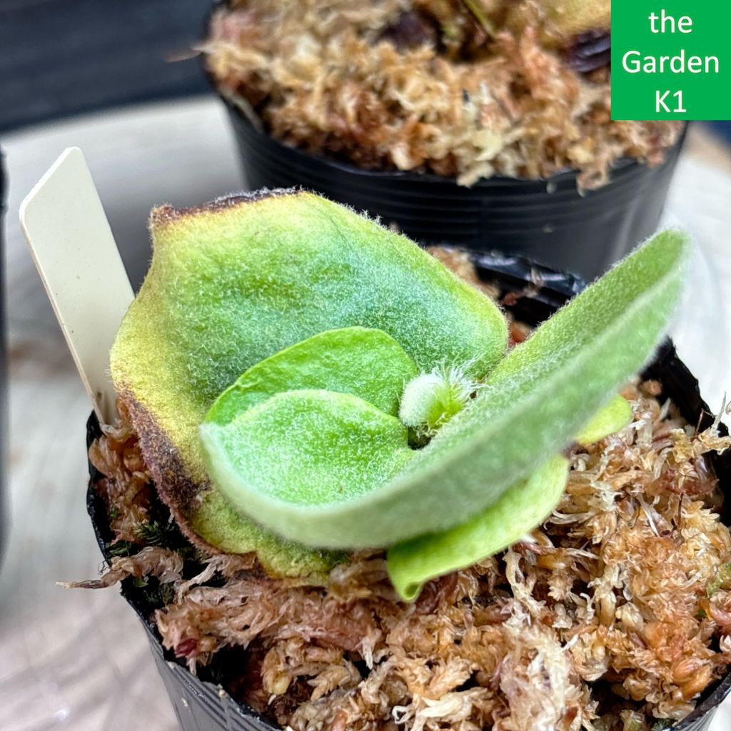 a-na　ビカクシダ ビカクシダ2株セット+ドリナリア1株 P2D1_005 - メルカリ