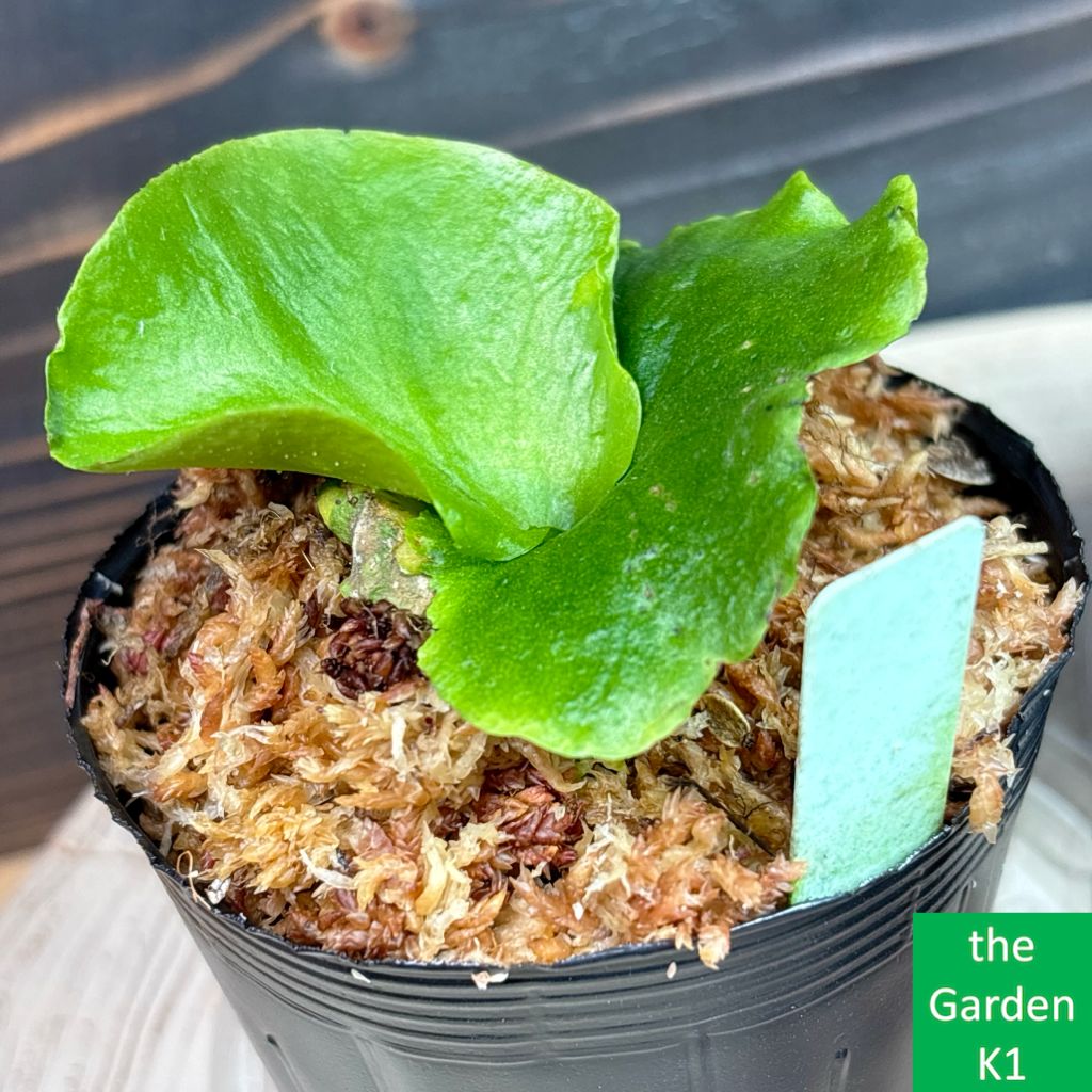 すー　ビカクシダ5株 ビカクシダ2株セット+ドリナリア1株 P2D1_005 - メルカリ