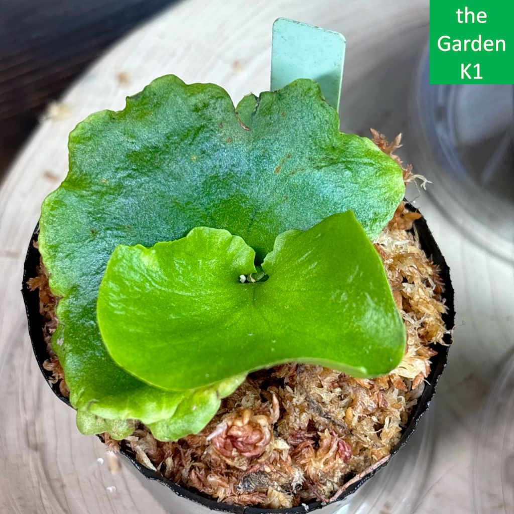 ビカクシダ2株セット+ドリナリア1株 P2D1_005 - メルカリ