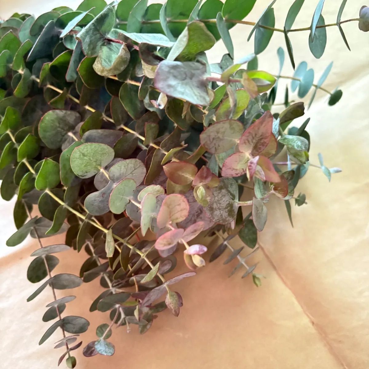 ユーカリ銀世界 ネコポスいっぱい - メルカリ