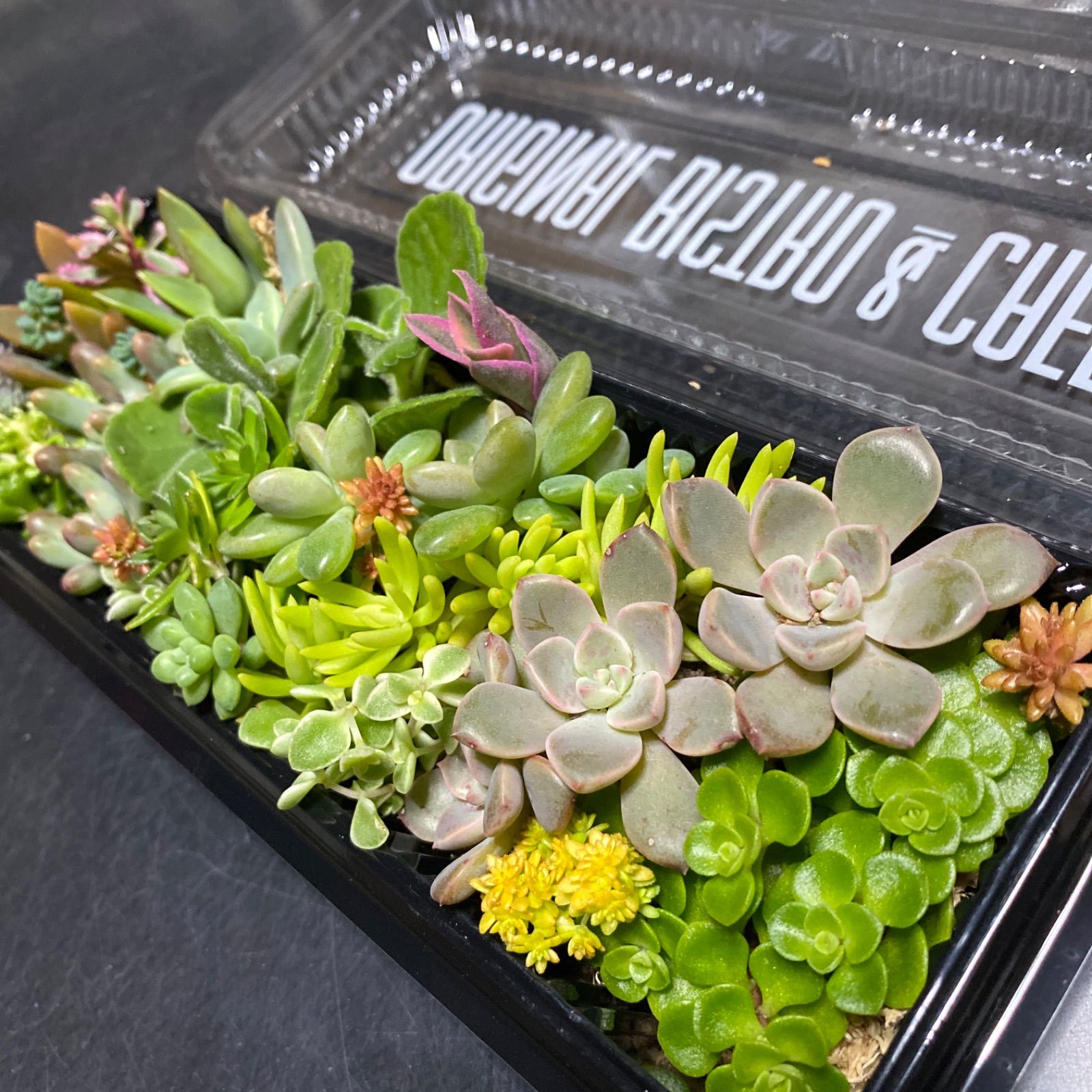 多肉植物＊°…カット苗＊°…しばらくはそのまま飾れる＊°… - メルカリ