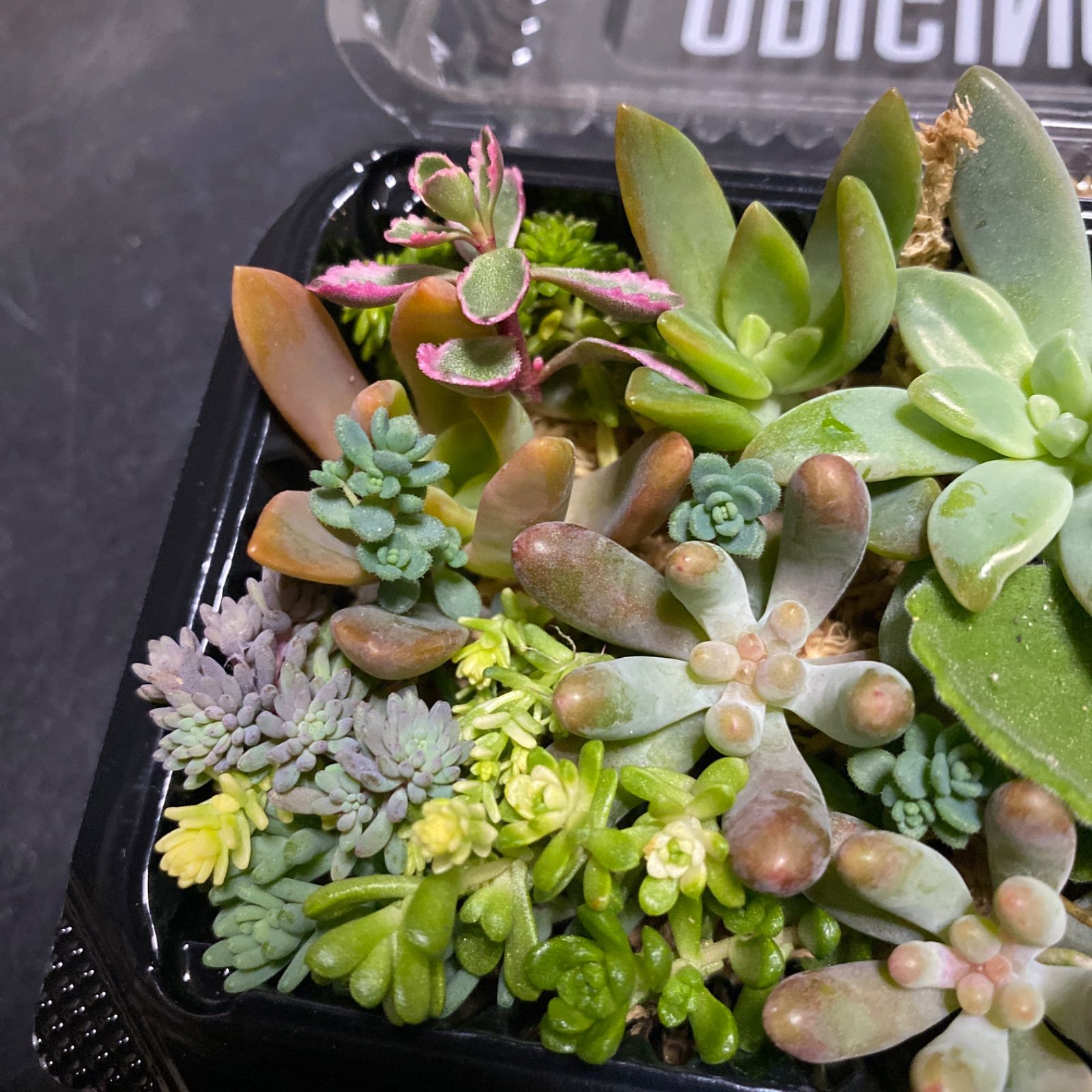 多肉植物＊°…カット苗＊°…しばらくはそのまま飾れる＊°… - メルカリ