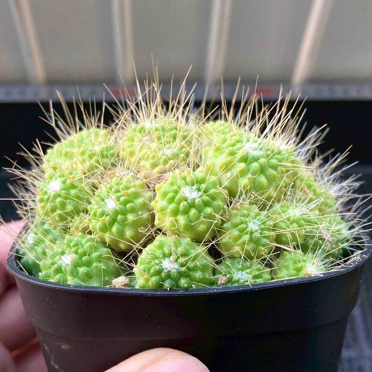 多肉植物 サボテン マミラリア ピコモンスト - メルカリ