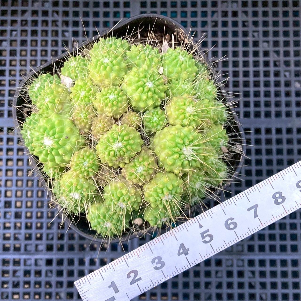 多肉植物 サボテン マミラリア ピコモンスト - メルカリ