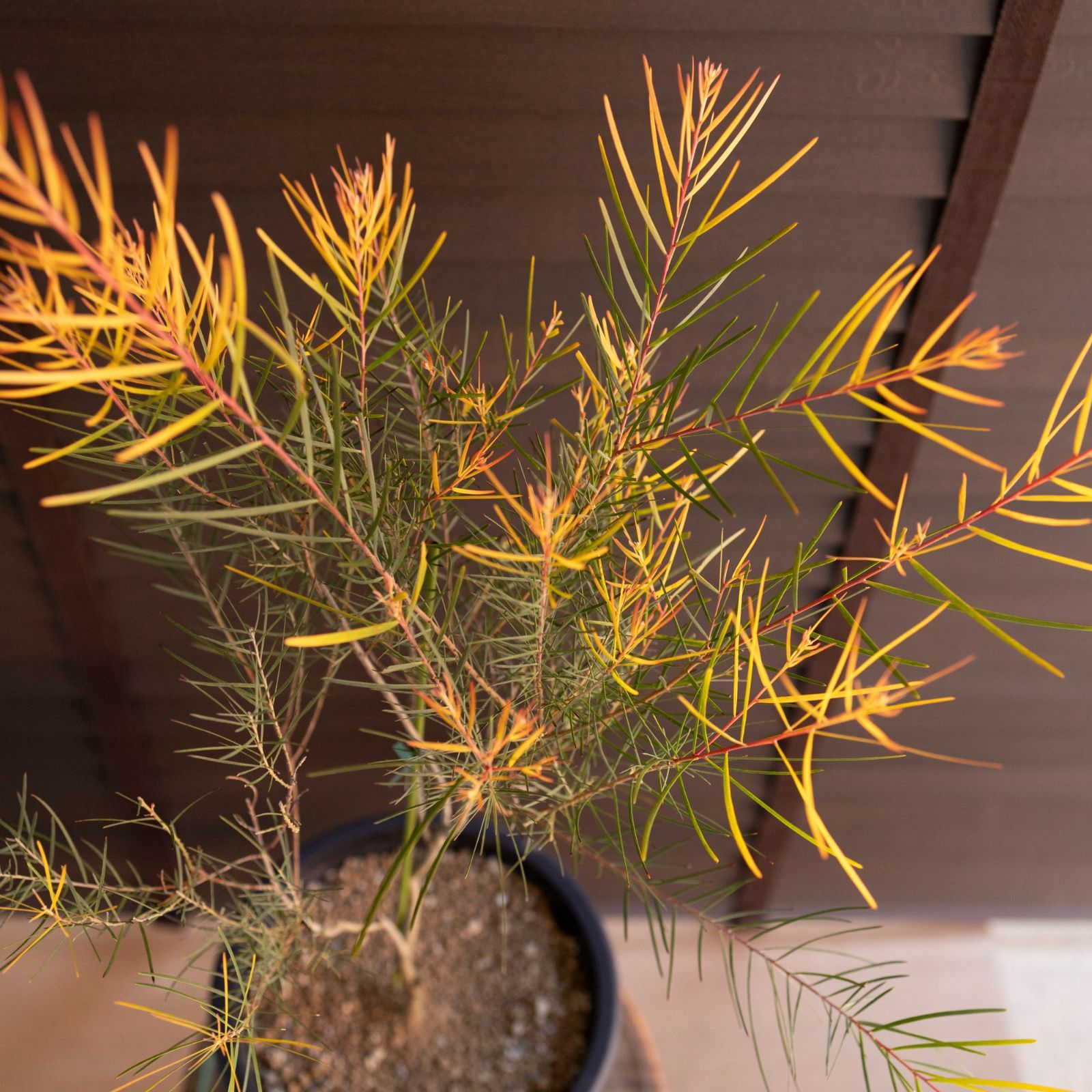 アカシア フェニックスゴールド 7号 Acacia Phenix gold オージー