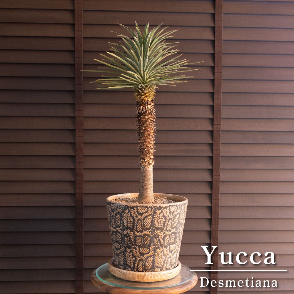 ユッカ デスメティアーナ 7 5号 スネーク鉢 Yucca Desmetiana ヘビ柄