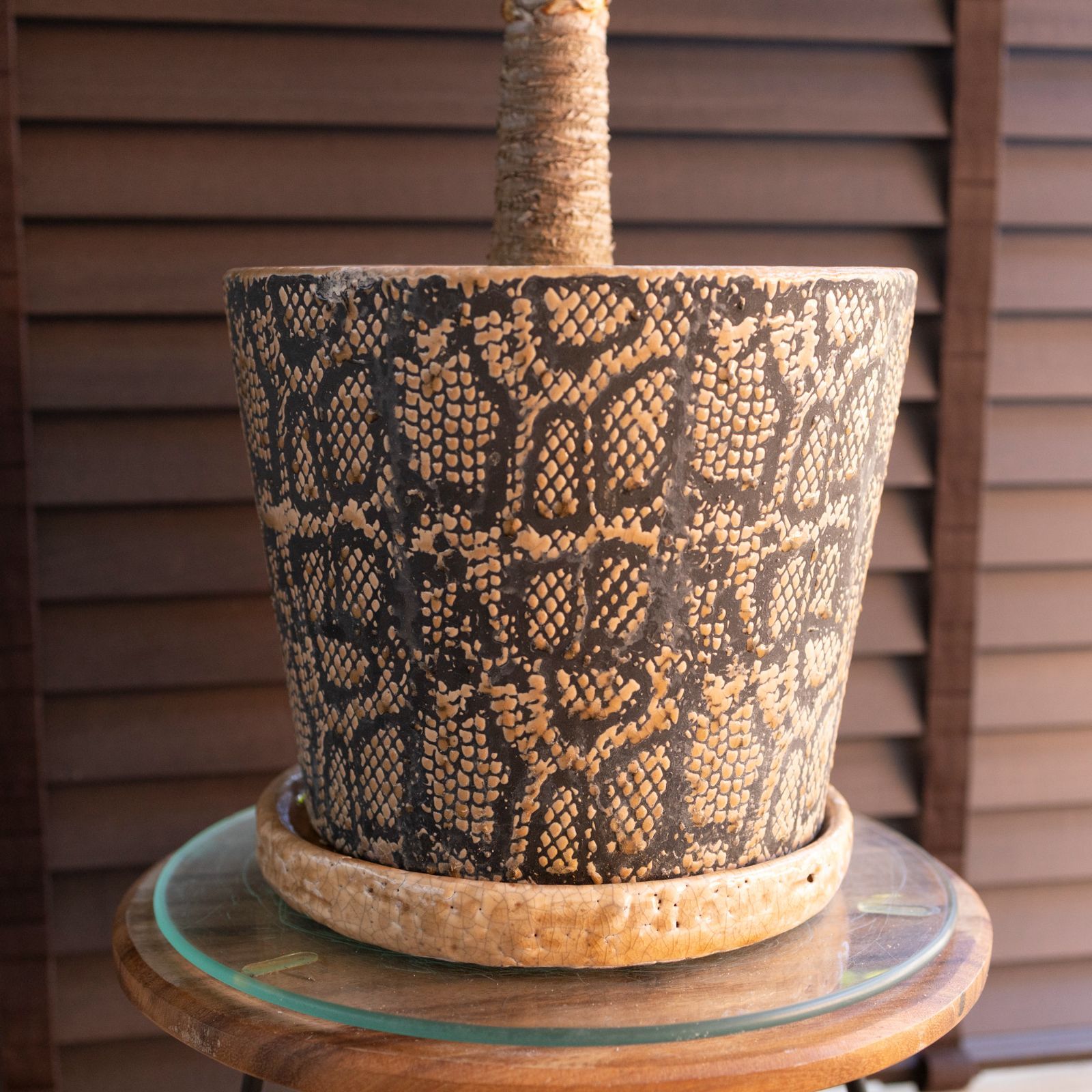 ユッカ デスメティアーナ 7.5号 スネーク鉢 Yucca Desmetiana ヘビ柄